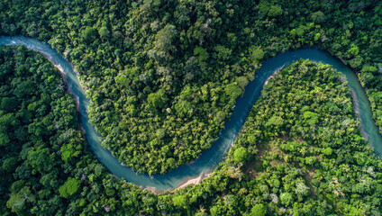 Fototapeta premium overhead drone view of Amazon river winding through the jungle