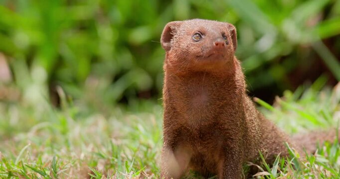 Wide of Dwarf Mongoose (Helogale parvula) sitting alert and looking about and running away on green grass during daytime in Kenya
