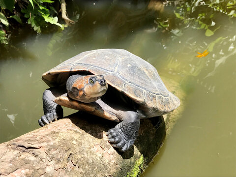 Close-up of an Arrau turtle head facing right, perched on a log after climbing out of the water, showcasing its detailed features and natural habitat