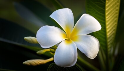 Naklejka premium closeup of a plumeria pudica with white petals and yellow center