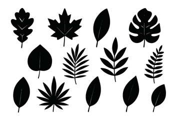 Leaf silhouettes vector collection. Set of black plant shapes. Graphic icons of oak, maple, monstera, fern, and tropical palm leaves for nature and eco design concepts.