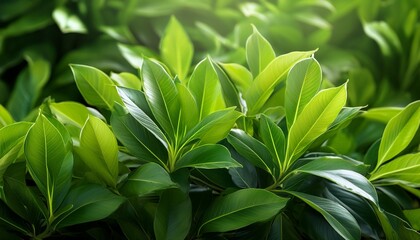 Obraz premium close up of plant with green leaves