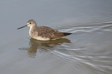 Bird swims gracefully in calm water with subtle ripples reflected at sunset near a quiet shoreline