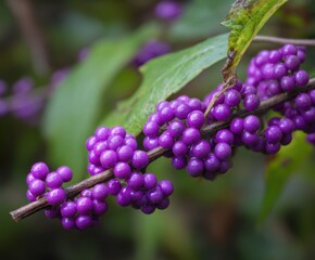 The purple fruit berries of the Callicarpa dichotoma, the purple beautyberry or early amethyst, in the wild