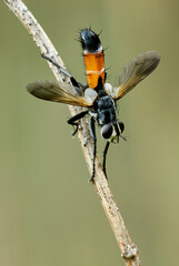Cylindromyia brassicaria, tachinid fly sitting on a dry stem of grass. With spread wings