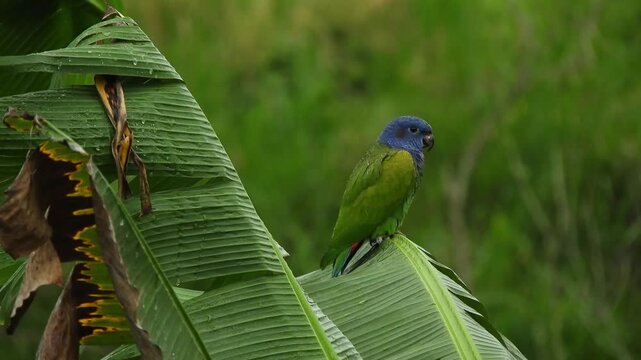 Blue-headed Parrot Perched on Banana Leaf in Rainy Weather 