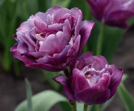 Wine purple double late Tulip, tulip Mystery Dream in flower, in the wild