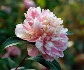 Fototapeta premium Pink peony double Camellia in flower, in the wild
