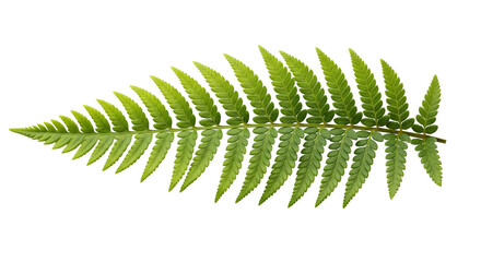 Symmetrical Green Fern Leaf with Serrated Leaflets