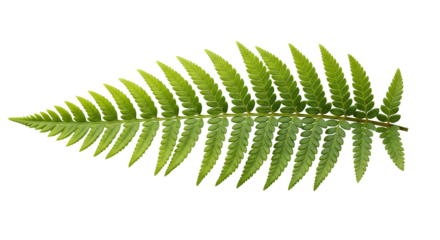 Symmetrical Green Fern Leaf with Serrated Leaflets