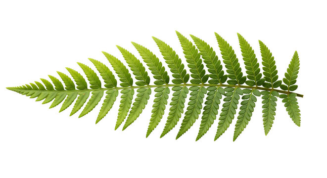 Symmetrical Green Fern Leaf with Serrated Leaflets