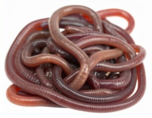 Fototapeta premium close up of a worm on white background