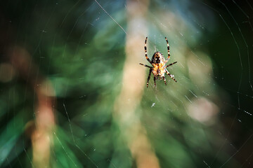 Spider in a web on a blurred natural green background. Selective focus. Photo from the inside
