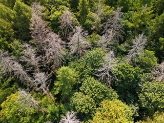 Aerial view of forest with dead trees – climate change and drought impact
