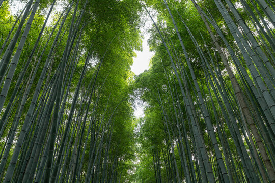 Looking up through dense bamboo in Kyoto Arashiyama Forest reveals symmetrical crowns enclosing bright sky in center and forming tunnel of foliage - Powered by Adobe
