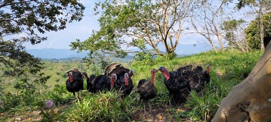 Una tarde en la granja