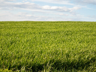Green Grass Field Under a Cloudy Sky in a Rural Setting During Daylight