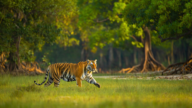 Majestic bengal tiger walking through lush green forest landscape