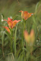 原野のエゾスカシユリ