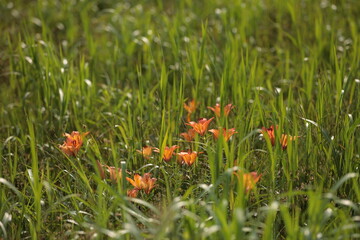 原野のエゾスカシユリ