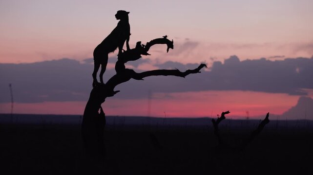 Very wide gimbal parallax of Cheetah (Acinonyx jubatus) standing on dead tree in savannah silhouetted against cloudy sunset in Kenya