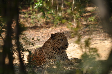 Amazing Leopards in Wilpattu National Park, Sri Lanka 