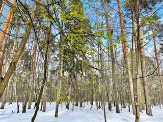Balashikha, Pekhorka Park in April in sunny weather.