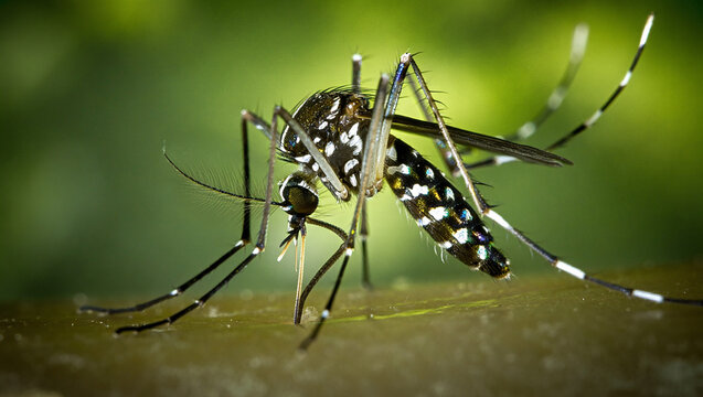 Close up of a tiger mosquito with distinctive black and white markings
