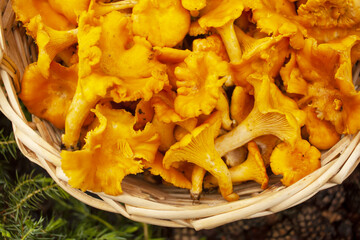 Chanterelle mushrooms macro photo. close-up