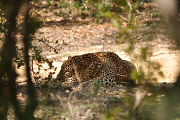 Amazing Leopards in Wilpattu National Park, Sri Lanka 