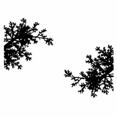 Aerial View Tree Canopy Vector