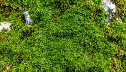 Lush green moss clinging to a grey rock, showcasing a vibrant natural texture and organic background from the forest.