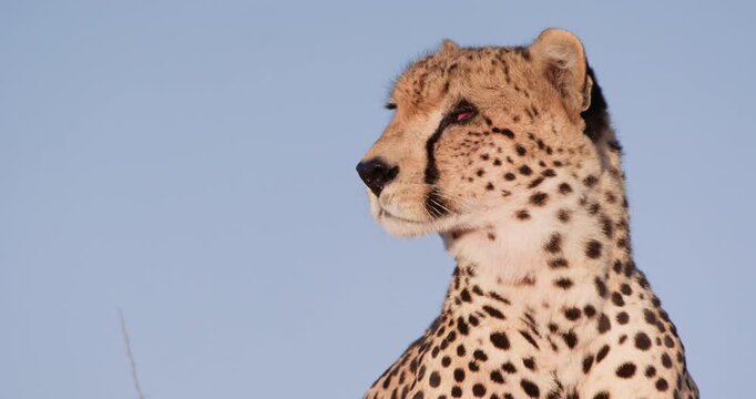 Close-up of a Cheetah's (Acinonyx jubatus) head staring into the distant in the dry savannah grassland at midday in Kenya