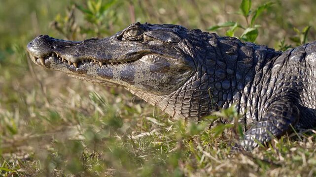 A detailed close-up of a Yacar&eacute; caiman (Caiman yacare) at eye level and defocused background in the Iber&aacute; Wetlands, Corrientes, Argentina.