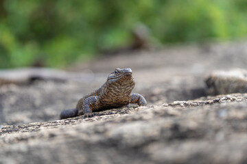 Closeup of a giant plated lizard sun basking on rocks with a blurred green and rocky background, Greater Kruger.