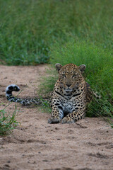 Portrait of a beautiful female leopard lying in the dry riverbed between the reeds, Greater Kruger. 
