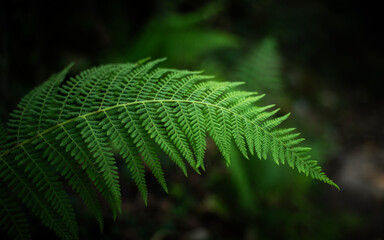Ground view of a verdant fern frond unfolds in intricate detail against a dark, blurred backdrop, inviting the eye to explore nature's delicate artistry, Pokhara, Gandaki Province, Nepal.