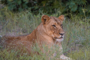 A lioness is lying in the long grass looking into the distance, Kruger National Park. 