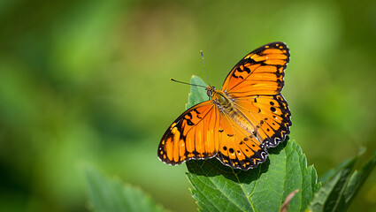 Giant ferris wheel silhouetted against a vibrant orange sunset over the ocean