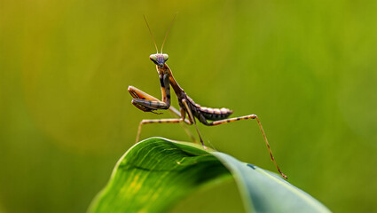 Iridescent dragonfly perched on a white flower with a soft green background
