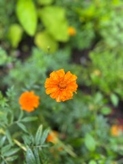 orange marigold flower