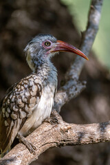 Red-billed hornbill perched on a branch with blurred background, Greater Kruger. 