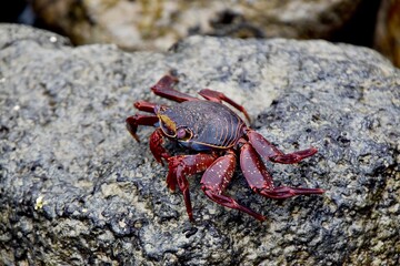 Another red crab on coastal rocks