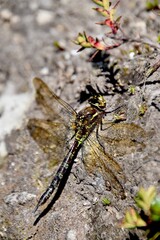 dragonfly in ecuador