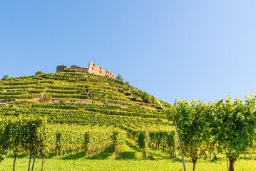 Staufen Castle ruins above terraced vineyards, Staufen im Breisgau, Baden- Wuerttemberg, Germany