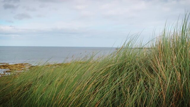 Long grass blowing in the wind coastline backdrop Stock Footage