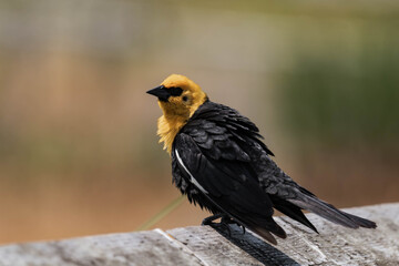 Yellow-headed blackbird (Xanthocephalus xanthocephalus)