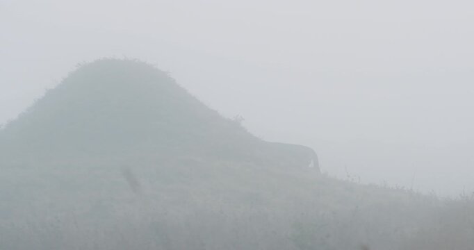 Very wide tracking of Cheetah (Acinonyx jubatus) walking behind termite mound in grass savannah in foggy morning in Kenya