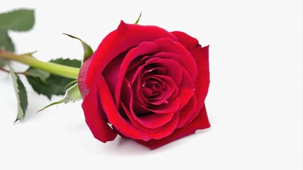 Fototapeta premium a single red rose on a long green stem on the left, surrounded by leaves. There is an empty white space on the right, creating a sense of elegance and simplicity.