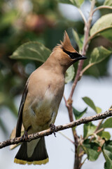 Cedar waxwing (Bombycilla cedrorum)